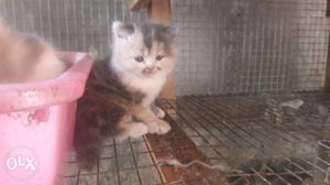 White And Brown Long-fur Kitten