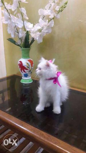 White Cat In Kanpur