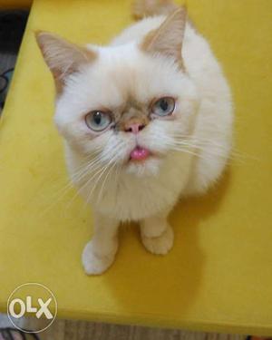 White Grumpy Cat