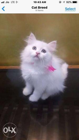 White Persian Kitten Screenshot