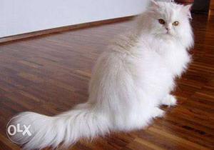 White Persian cats (kittens)