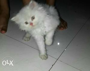 White Persian kitten looking for a loving home.