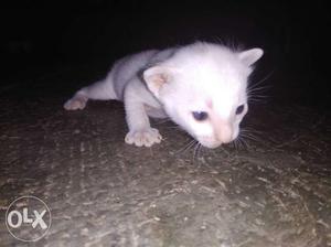 White cat age 20 days