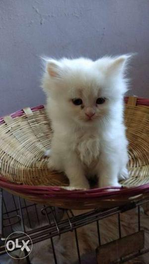 White female persian Kitten