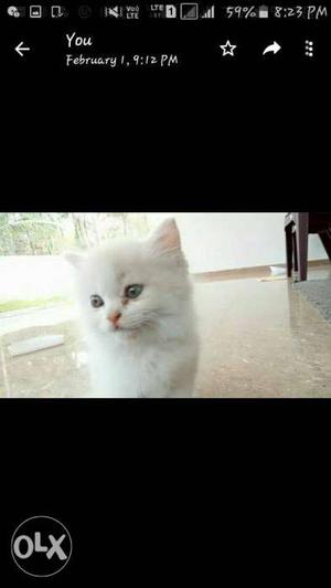 Whiteand Golden Persian Kitten