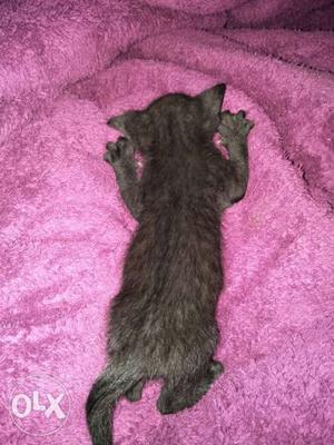 Z black cat female only 25 days
