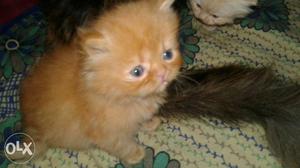 sell my parsin cat kittan 45 day old