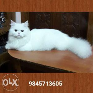 10 months old male Persian cat for sale