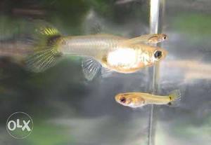 170 guppy fries with small aquarium for sale