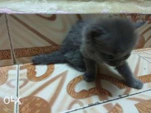 1month old, female kitten,grey colour, it's very
