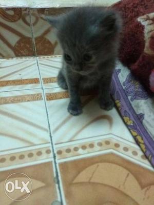 1month old, kitten grey colour male it's very