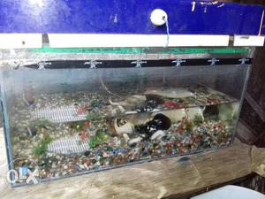 2 fut aquariums fish with double pampe. and