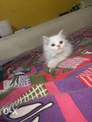 3 months old male pure persian very active and