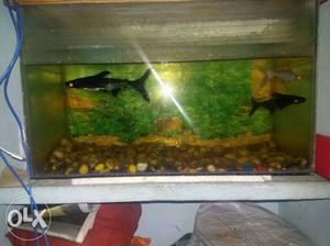 3 shark for sale low price 1 white 2 black nofmal
