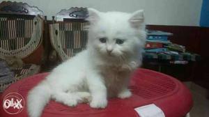 4 months old trained and vaccinated Persian cat