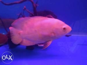 5 inches albino oscar fish