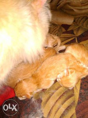 6 hours old 4 Persian kittens