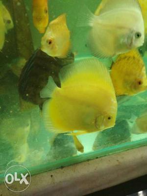 Albinos yellow Red eye important Discus for sell