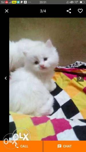 All kinds persian kittens of home breeds persian