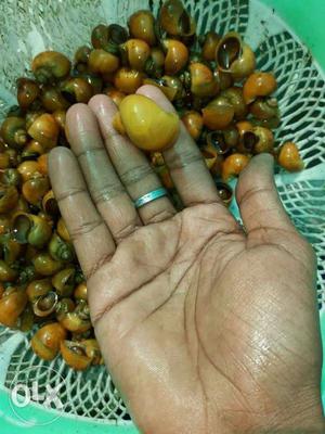 Apple snail Available For Wholesale and retail
