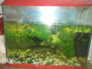 Aquarium for sale