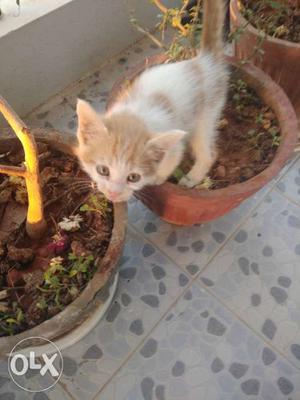 Baby cat bangalore