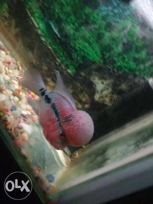 Ball head flowerhorn