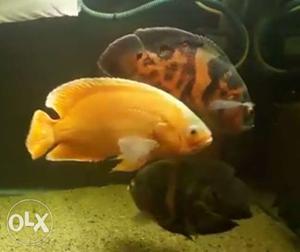 Big size Oscar fish available