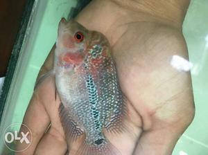 Black, White, And Red Flowerhorn Fish