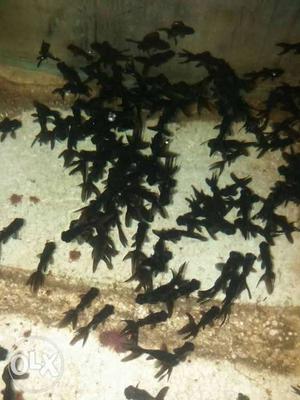 Black moor goldfish for Wholesale and retail