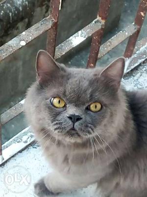 British Persian Male shot hair mating pure breed any one