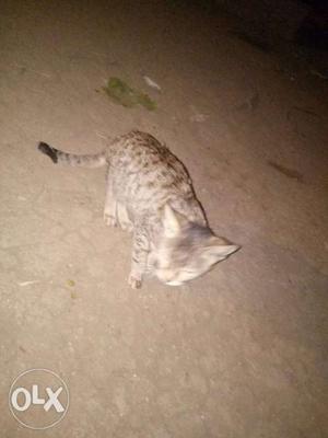 Brown Spotted Tabby Cat