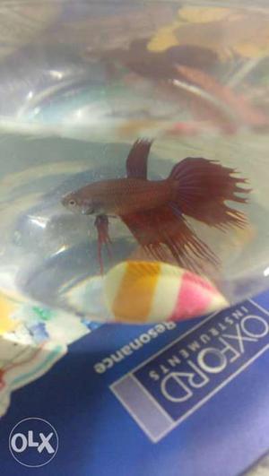 CROWN TAIL RED FISH for Sale urgent sale nine
