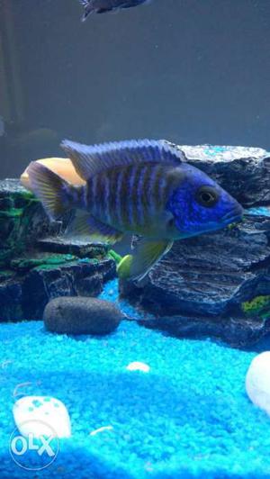Cichlid Fishes for Sale
