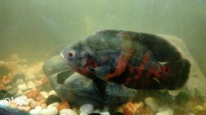 Colourful black Oscar fish for sale. Pair is more than 7