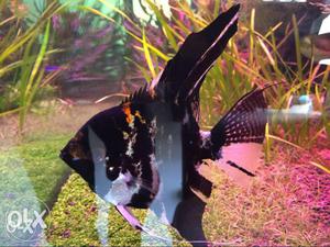 Confirmed Male Angel Fish for Sale 2-3 yr old