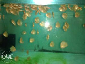 Discus fish 1 inch