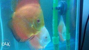 Discus fish with 2 breeding pairs