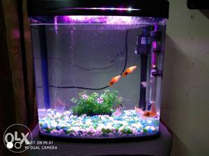 Fish aquarium (30 Litre) along with filter and