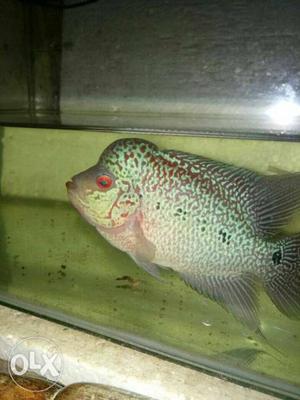 Flowerhorn Cichlid pet fish Awsome looks 7inc in size