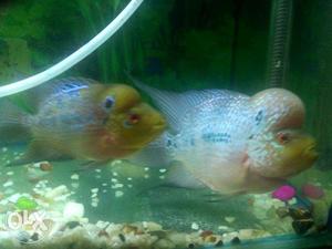 Flowerhorn Fish Pair