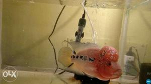 Flowerhorn fish for sale imported fish with dual