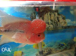 Flowerhorn fish red dragon with large hump