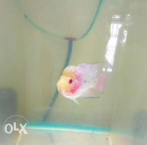 Flowerhorn original breed at low price.2" with