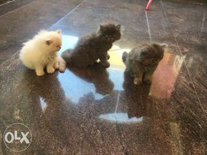 Full punch persian cat for sale grey colour with