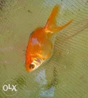 Goldfish In Vengola