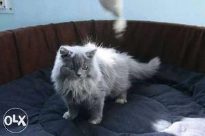 Gray pure parsion kitten