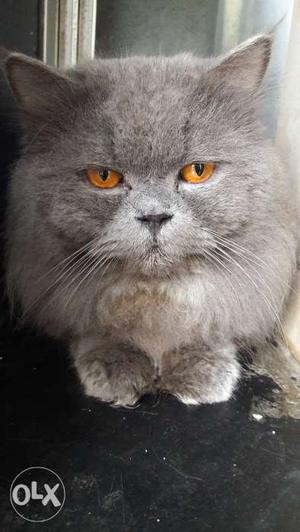 Grey male.