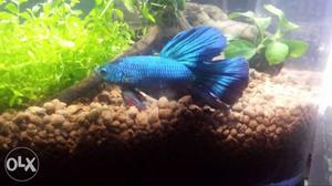 Half moon betta dragonscale red and saphire blue