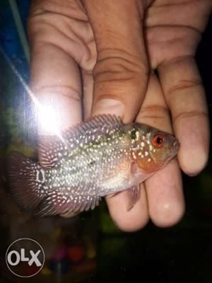 Head popping Flowerhorn babies available